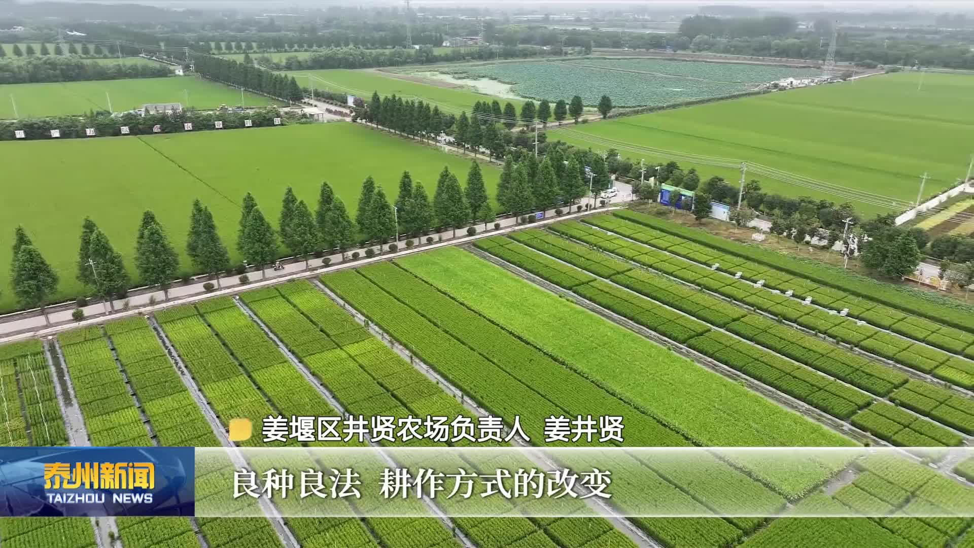 在希望的田野上  泰州：良种配良法 科技赋能现代农业提质增效